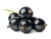 Czarne porzeczki: Małe owoce pełne wielkich korzyści dla zdrowia